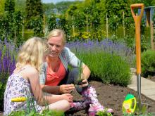 Schade in uw tuin door de taxuskever