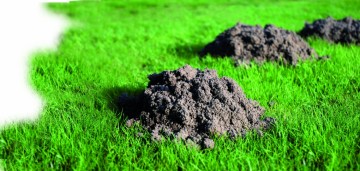 BSi Woelmuizen- en mollenval