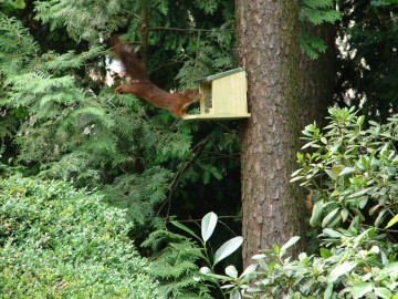 Voederhuis Eekhoorn Esschert