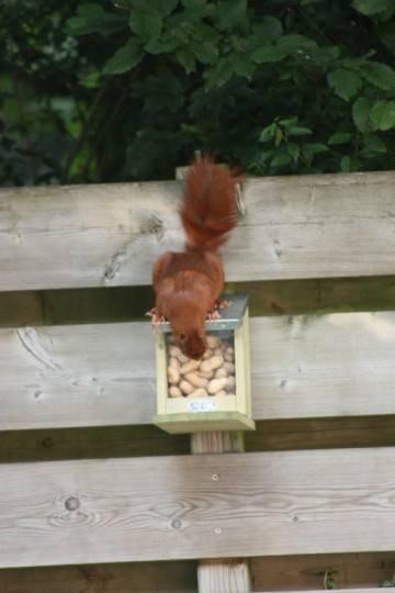 Voederhuis Eekhoorn Esschert
