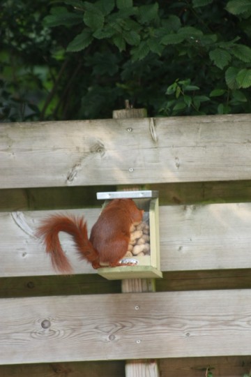 Voederhuis Eekhoorn Esschert